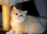 Neva - British Shorthair Cat For Sale - East Lansing&comma; MI&comma; US