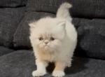 Tallie Blue Point BOY - Himalayan Cat For Sale - Germantown&comma; MD&comma; US