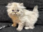 Evee Kitten 6 Tortie Lynx Point GIRL - Himalayan Cat For Sale - Germantown&comma; MD&comma; US