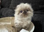 Tallie Seal Point GIRL - Himalayan Cat For Sale - Germantown&comma; MD&comma; US