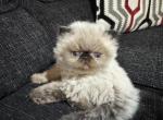Tallie Seal Point BOY - Himalayan Cat For Sale - Germantown&comma; MD&comma; US
