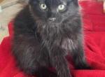 BLACK FLUFFY - Persian Cat For Sale - Bryan&comma; TX&comma; US