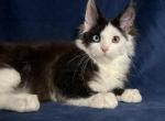 Unique Penguin - Maine Coon Cat For Sale - Miami&comma; FL&comma; US