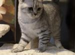Jasmine - British Shorthair Cat For Sale - Philadelphia&comma; PA&comma; US