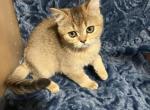 Lucy - Scottish Straight Cat For Sale - Renton&comma; WA&comma; US
