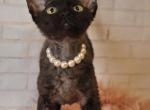 Chloe - Devon Rex Cat For Sale - Brooklyn&comma; NY&comma; US
