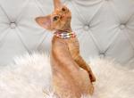 Sawyer - Devon Rex Cat For Sale - Brooklyn&comma; NY&comma; US