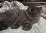 Muffin  rare chocolate  ready to go today - Persian Cat For Sale - Charlotte&comma; NC&comma; US
