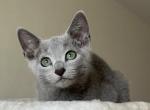 Quick Silver - Russian Blue Cat For Sale - Hollywood&comma; FL&comma; US