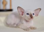 Iriska - Peterbald Cat For Sale - Pembroke Pines&comma; FL&comma; US