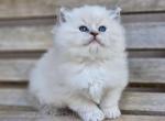 Blue mintted torbie - Ragdoll Cat For Sale - Farmville&comma; VA&comma; US