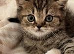 Archi - Scottish Straight Cat For Sale - Brooklyn&comma; NY&comma; US