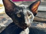 Ebony Black Male Oriental Shorthair OSH Kitten - Oriental Cat For Sale - NJ&comma; US