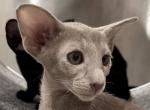 Female Lilac Oriental Shorthair OSH Kitten - Oriental Cat For Sale - NJ&comma; US