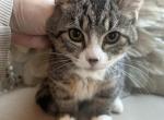 Clara - Munchkin Cat For Sale - Salem&comma; OR&comma; US