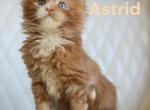 Beetlejuice litter - Maine Coon Cat For Sale - Omaha&comma; NE&comma; US