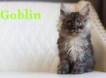 Majestic creatures litter - Maine Coon Cat For Sale - Omaha&comma; NE&comma; US