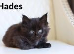 God & Goddess litter Poly - Maine Coon Cat For Sale - Omaha&comma; NE&comma; US