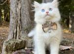 Mater - Minuet Cat For Sale - West Branch&comma; MI&comma; US