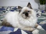 Ariana - Ragdoll Cat For Sale - Tuscaloosa&comma; AL&comma; US