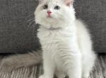 Milo Lilac - Ragdoll Cat For Sale - NC&comma; US