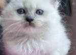 Red collar Ragdoll Kats Ravishing Ragdolls - Ragdoll Cat For Sale - 