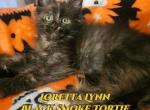 Loretta Lynn Country Star litter - Maine Coon Cat For Sale - Kingman&comma; AZ&comma; US
