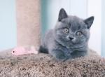 Chloe - British Shorthair Cat For Sale - Vancouver&comma; WA&comma; US