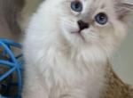 Siberian Kittens - Siberian Cat For Sale - Fort Lauderdale&comma; FL&comma; US