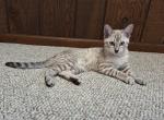 F3 Snow Savannah Kitten Cole is Available Now - Savannah Cat For Sale - New Holland&comma; PA&comma; US