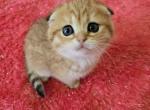 Sofia - Scottish Fold Cat For Sale - 