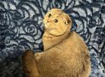 Luna - Scottish Fold Cat For Sale - Renton&comma; WA&comma; US