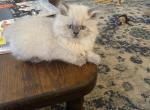 CFA Registered Blue Point Male Persian Kitten - Persian Cat For Sale - Conyers&comma; GA&comma; US