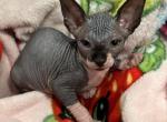 Female 1 - Sphynx Cat For Sale - Ewing&comma; NJ&comma; US