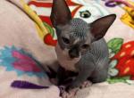 Female 2 - Sphynx Cat For Sale - Ewing&comma; NJ&comma; US