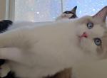 Camellia Ragdolls TICA - Ragdoll Cat For Sale - Murrieta&comma; CA&comma; US