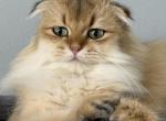 Siena Scottish Fold Long Haired Female - Scottish Fold Cat For Sale - Odessa&comma; FL&comma; US