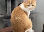 Phoenix Red Bicolor Male Neutered - Scottish Fold Cat For Sale - Odessa&comma; FL&comma; US