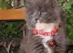 Soldiers - Maine Coon Cat For Sale - CA&comma; US