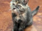 Abigail - Exotic Cat For Sale - Talco&comma; TX&comma; US