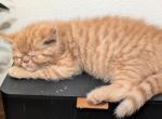 Chubbs - Exotic Cat For Sale - Talco&comma; TX&comma; US