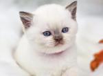 RARE Cacao - British Shorthair Cat For Sale - Watertown&comma; NY&comma; US