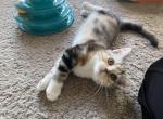 Yasmine - Scottish Straight Cat For Sale - Angier&comma; NC&comma; US