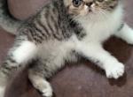 Helen - Exotic Cat For Sale - Talco&comma; TX&comma; US