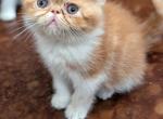Little Bit - Exotic Cat For Sale - Talco&comma; TX&comma; US