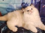 Olesia - Ragdoll Cat For Sale - VA&comma; US