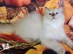 Anatoly - Ragdoll Cat For Sale - VA&comma; US