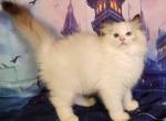 Clara Seal Tortie Point Ragdoll Girl - Ragdoll Cat For Sale - VA&comma; US