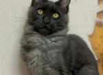 Torik - Maine Coon Cat For Sale - Brighton&comma; CO&comma; US