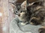 Paris - Maine Coon Cat For Sale - Brighton&comma; CO&comma; US